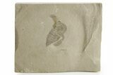 Bargain, Eurypterus (Sea Scorpion) Fossil - New York #369347-1